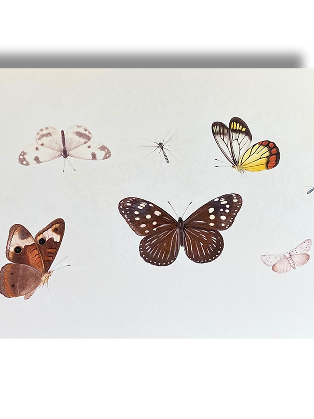Vintage Art Print - Butterflies (in stock) Earthly Comfort  ECH1936-1
