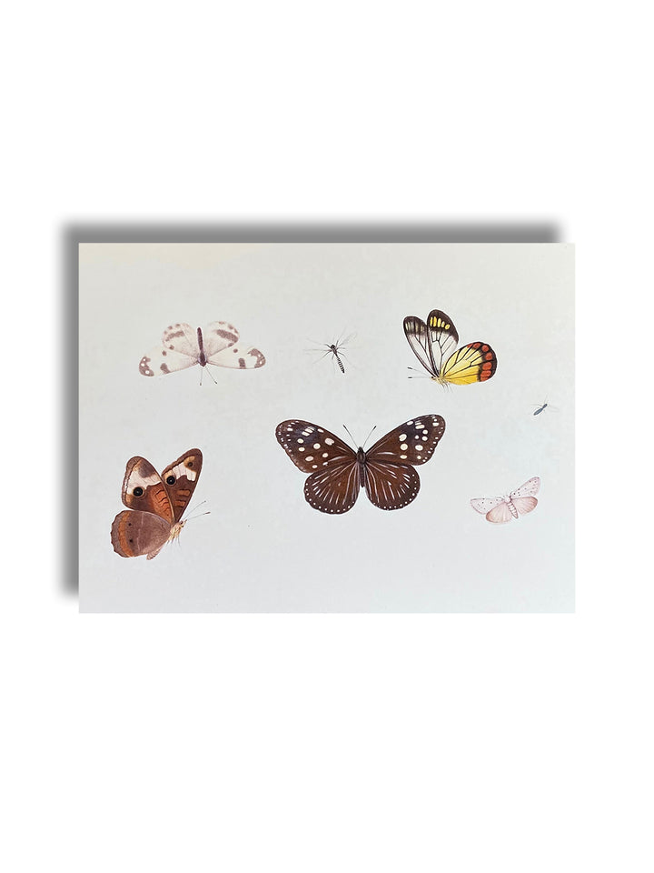 Vintage Art Print - Butterflies (in stock) Earthly Comfort  ECH1936
