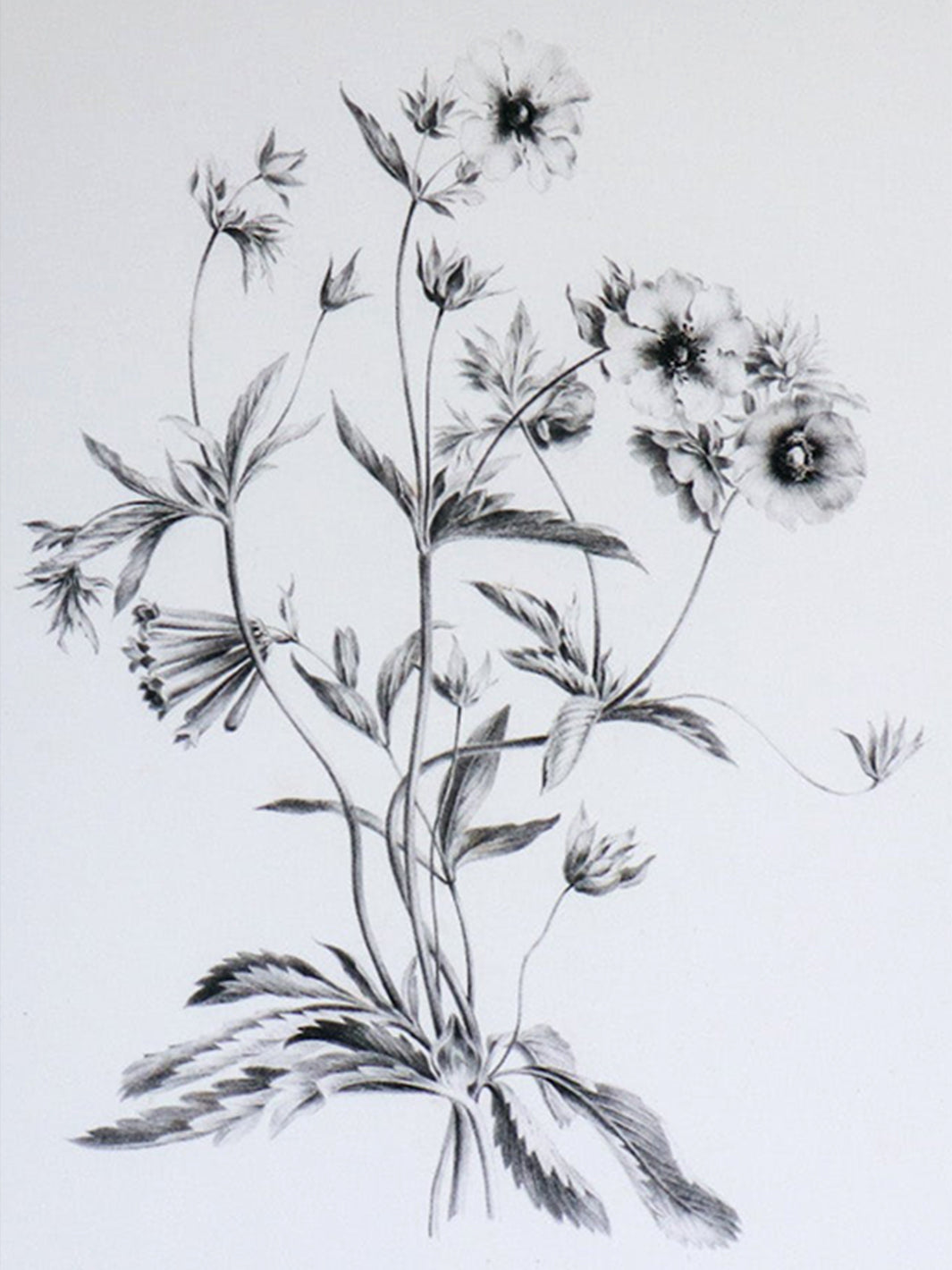 Vintage Art Print - Flower Sketch (in stock) Earthly Comfort  ECH1940-1